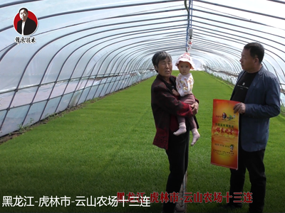 黑龍江-虎林市-云山農(nóng)場十三連