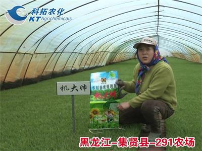集賢縣-291農(nóng)場